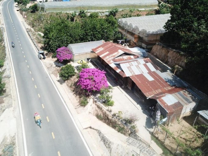 Gia đình bà Sáu có trồng 4 cây hoa giấy, nhưng hiện nay chỉ còn 2 cây phía trước nhà.