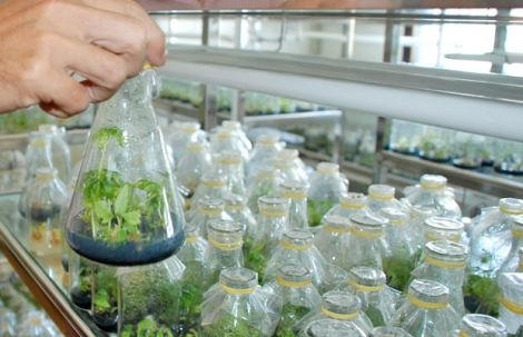 Thủ tướng chỉ đạo tiếp tục đẩy mạnh ứng dụng công nghệ sinh học. (Ảnh minh họa - Nguồn Internet)