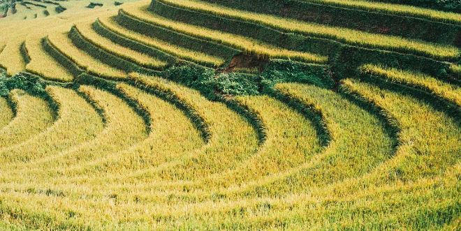 Ruộng bậc thang hình mâm xôi là cánh đồng đẹp nhất của Yên Bái. Đến đây bạn không chỉ được ngắm nhìn cảnh đẹp nơi đây mà còn được thưởng thức mùi thơm ngào ngạt của nếp Tú Lệ mỗi độ chín vàng.