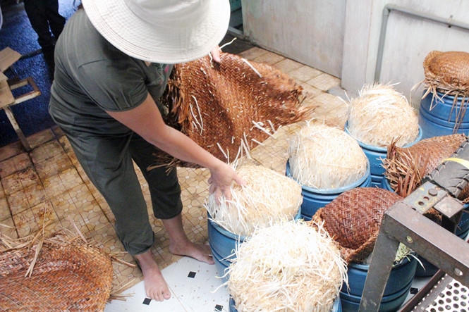 Giá đỗ được sản xuất ở cơ sở của bà Phượng. Ảnh: Đỗ Trường