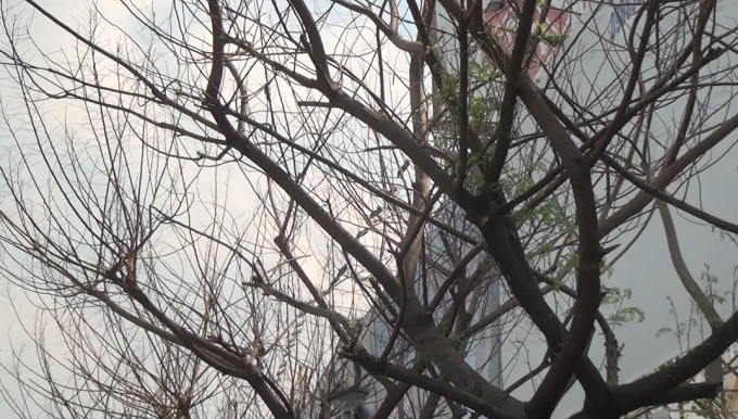 Cây chết khô trên đường Trường Sơn