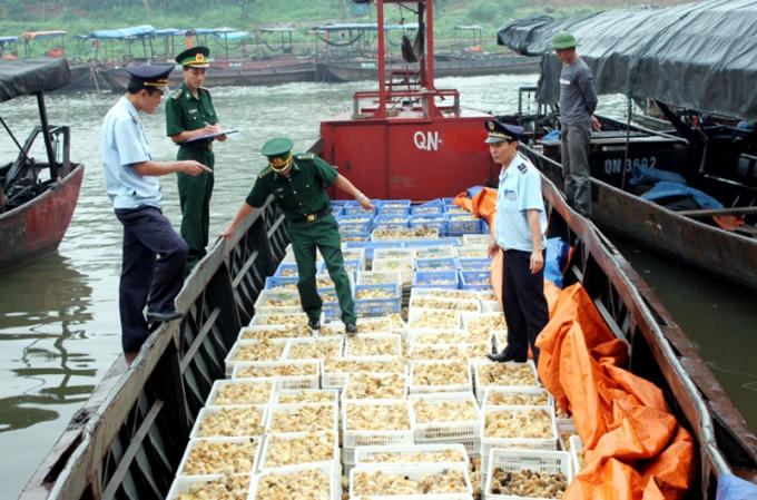Lực lượng liên ngành bắt giữ gia cầm nhập lậu tại Móng Cái.