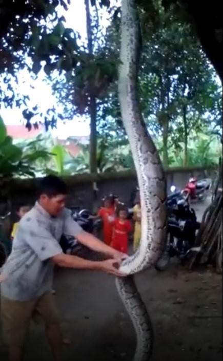 Người dân thất thần thấy con trăn đang ngậm con dê 10kg.
