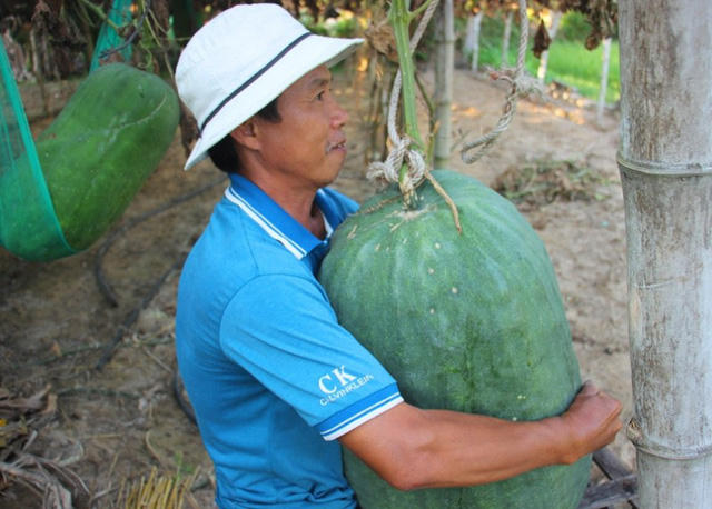 Theo quan sát, khác với giàn bầu hay giàn bí bình thường, giàn bí đao của người dân Bàu Chánh Trạch được làm rất chắc chắn và được thay liên tục.