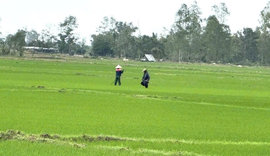 Cánh đồng bạt ngàn màu xanh sau trận lũ lịch sử. Ảnh: T.H