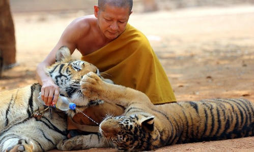 Một nhà sư chăm sóc hổ tại ngôi đền ở tỉnh Kanchanaburi. Đền sau đó bị cơ quan chức năng lục soát. (Ảnh: AP)