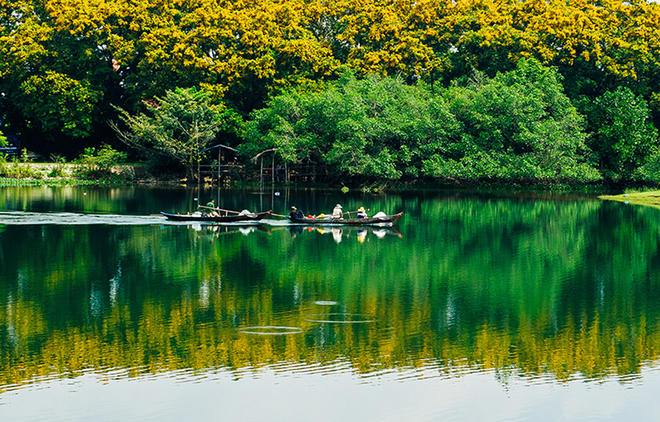 Trên sông Tam Kỳ, những hàng sưa soi bóng xuống lòng sông tạo nên bức tranh đầy màu sắc. Sưa được người dân trồng để bảo vệ đất, chống sạt lở.