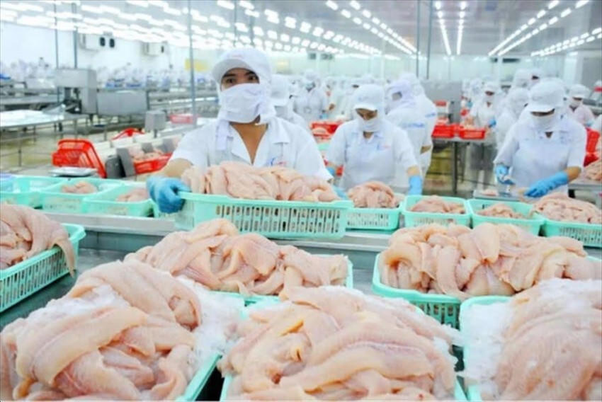 Xuất khẩu cá tra chế biến của Việt Nam sang Mỹ đạt hơn 17 triệu USD. (Ảnh: IT).