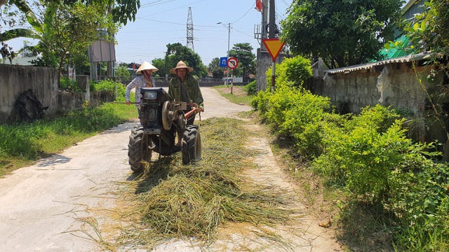 Do không thuê được máy gặt nên vợ chồng bà Lý tự gặt tay nhưng mỗi ngày chỉ thu hoạch được rất ít.