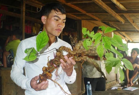Anh Hồ Văn Chiêu là người đào được củ sâm Ngọc Linh "khủng".
