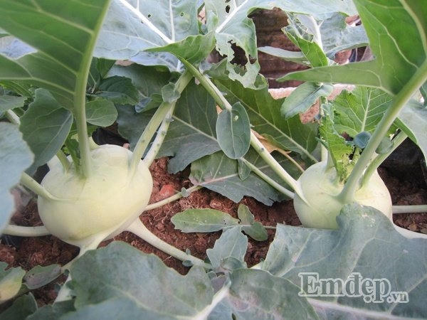 Ngỡ ngàng với vườn rau quả và bầy gà trên “nóc nhà” của bà mẹ Hà Nội