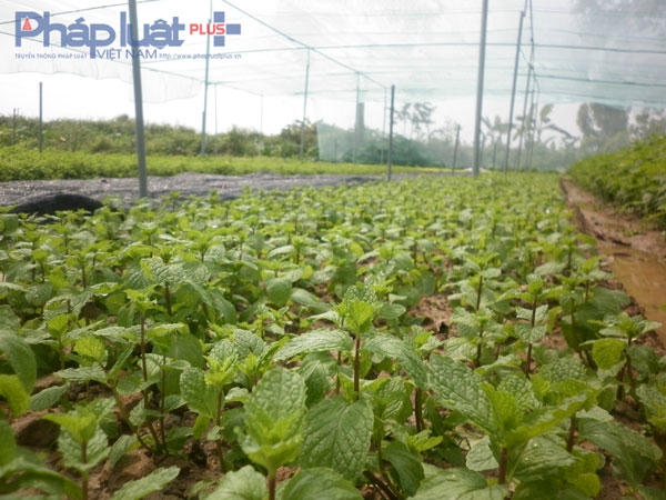 Rau húng bạc hà.