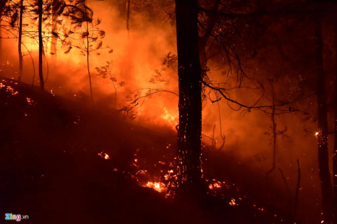 Khu vực rừng cháy chủ yếu là cây thông, keo, bạch đàn. Đây đều là những loại cây dễ cháy nên tốc độ lây lan nhanh.