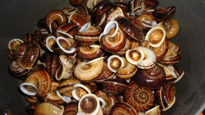 Ốc núi chủ yếu sống ở các dãy núi đá vôi thuộc thị xã Tam Điệp, Yên Mô, Nho Quan.