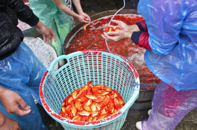 Theo một số tiểu thương cho hay, chợ cá thường họp từ sáng sớm. Loại cá chép đỏ ở đây được thư mua từ các tỉnh phía Bắc chủ yếu như ngoại thành Hà Nội, Ninh Bình, Hải Phòng, Phú Thọ...