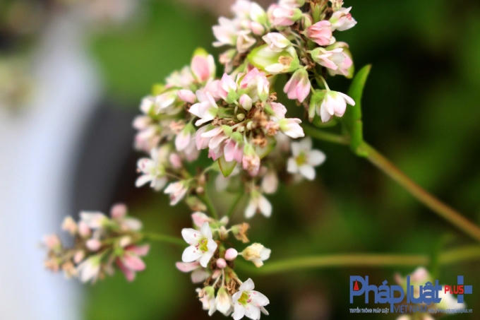 Cận cảnh vẻ đẹp của hoa tam giác mạch giữa Thủ đô.