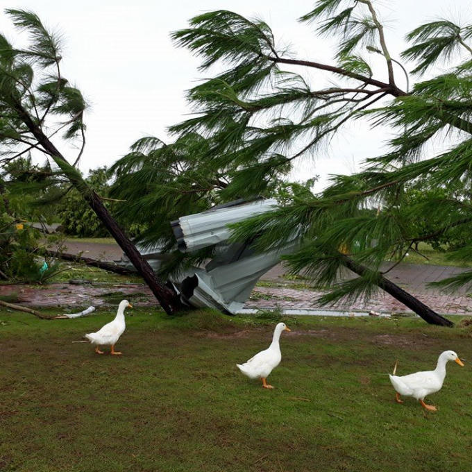 Tôn bị gió cuốn đổ cây thông.