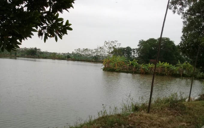 Khu ao của gia đình ông Quang bị truy đòi tiền sản lượng.