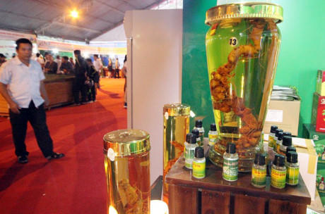 Đến nay, sâm Ngọc Linh vẫn còn khai thác nhỏ lẻ, chủ yếu là củ để ngâm rượu, chiếc xuất nước uống chứ chưa có sản phẩm gì nhiều. Ảnh: Trương Hồng