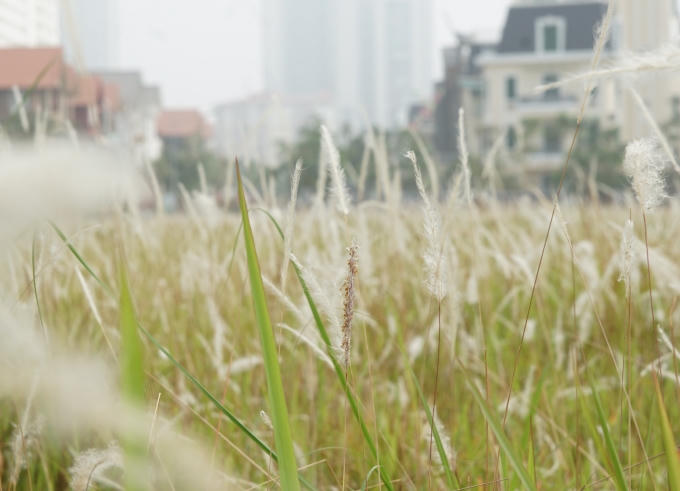 Do nắng to nên hoa lau nở nhanh chóng và được gió thổi bung nên vườn hoa cũng nhanh tàn.
