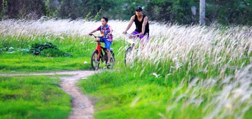 Không gian yên bình trên cánh đồng cỏ lau.