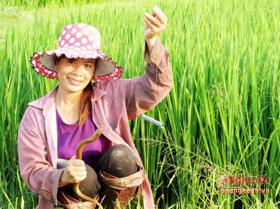 Ở Làng Kẻ Gám còn có rất nhiều chị em phụ nữ đã tranh thủ thời gian nông nhàn làm nghề câu lươn, vừa cải thiện bữa ăn dinh dưỡng hàng ngày, vừa kiếm thêm nguồn thu nhập cho gia đình.