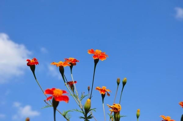 Hoa cúc cam rạng rỡ trong nắng thu.