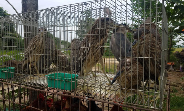 Hàng chục con vạc bị khâu mắt, buộc mỏ bày bán ven đường,