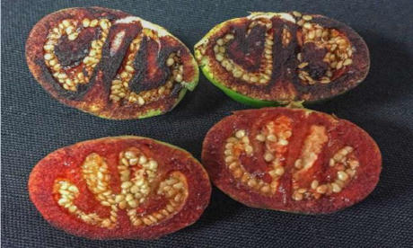 10 lo&agrave;i vật mới được ph&aacute;t hiện trong năm 2017