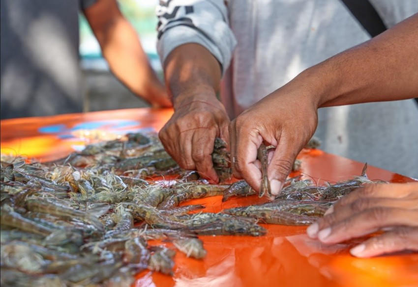 Ngành thuỷ sản nhận tin vui đầu năm khi Mỹ giảm mạnh thuế chống bán phá giá với tôm.