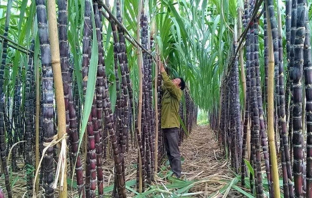 Người dân không còn mặn mà với cây mía?