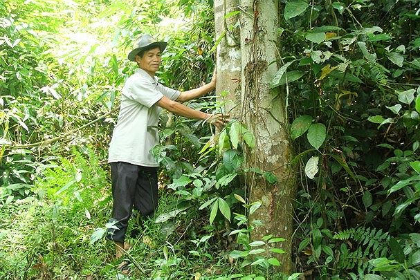Ông Quang Văn Đông - Trưởng bản Hốc bên cánh rừng cấm.