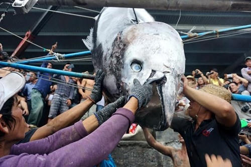 Cận cảnh cá ngừ vây xanh 'khủng' gần 350kg