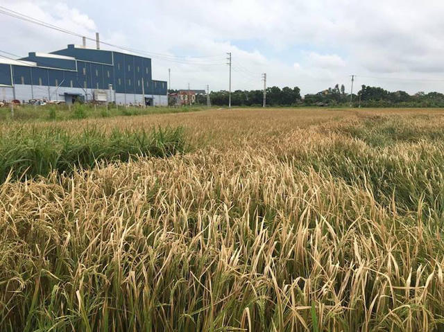 Diện tích lúa cạnh nhà máy của Công ty Thạch Bàn tại Bắc Giang.