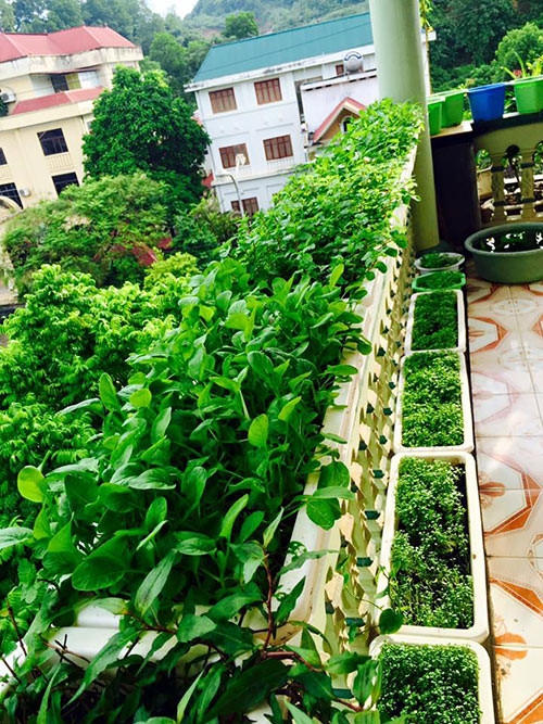 Một mặt thành tường trên ban công trồng rau sạch của gia đình chị Hòa.