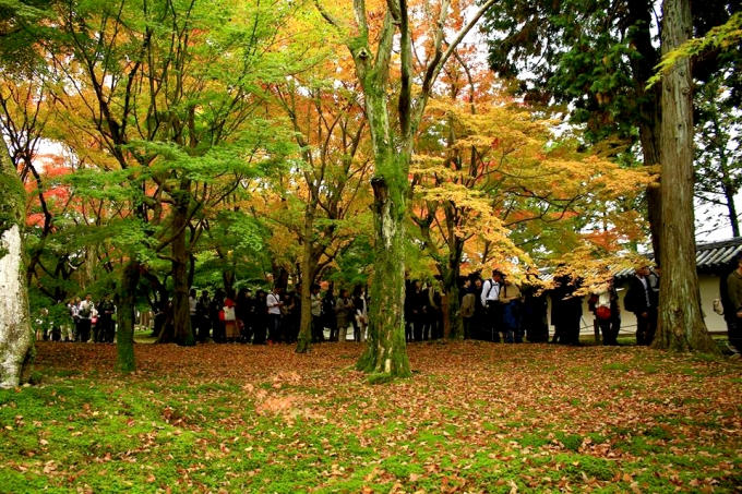 Vào thời điểm này tại Tofukuji, Kyoto (Nhật Bản) đang thu hút rất nhiều du khách đến với mùa lá vàng