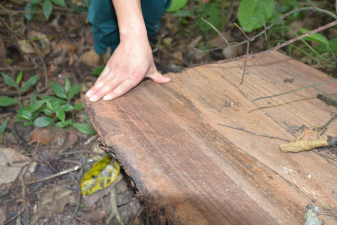 Mặc dù cơ quan chức năng tỉnh Hà Giang đã tăng cường công tác quản lý, nhưng rừng đặc dụng Phong Quang vẫn không ngừng "chảy máu".