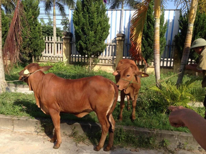 Những con bò dành để trao tặng đều khỏe mạnh, có khả năng sinh sản tốt.