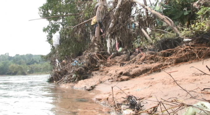 Cây xanh sắp rơi xuống sông vì sạt lở.