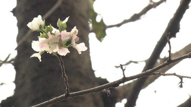 Hoa anh Đào nở sớm ở Nhật Bản.( Ảnh: BBC)