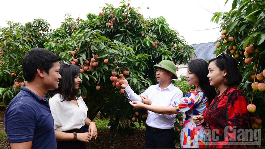 Vải thiều Bắc Giang đang tiêu thụ thuận lợi. Ảnh: Báo Bắc Giang