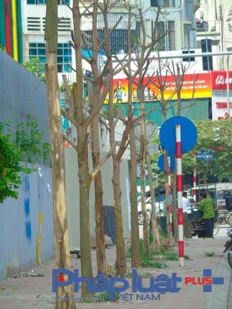 Hàng cây đã chết khô trên tuyến phố Trần Bình.