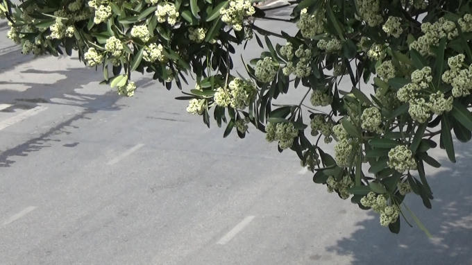 Không còn lãng mạn như thi ca, hoa sữa đã khiến nhiều người mất ăn, mất ngủ vì mùi hương quá đậm đặc.