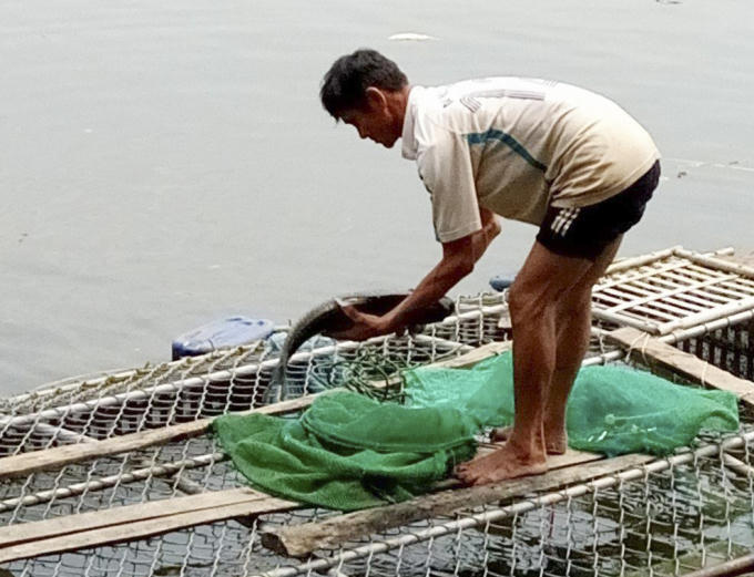 Cá chết đa số chuẩn bị cho thu hoạch.