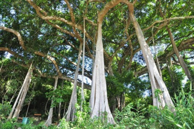 Bán đảo Sơn Trà còn là khu bảo tồn tự nhiên quốc gia với thảm cây cỏ rất đa dạng, sản vật phong phú với gần 4.000 ha rừng. Được mệnh danh là cánh rừng già duy nhất ở Việt Nam nằm trong lòng thành phố biển.