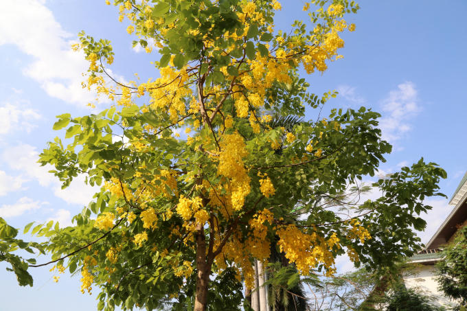 Màu vàng rực nổi bật giữa bầu trời hè xanh biếc.