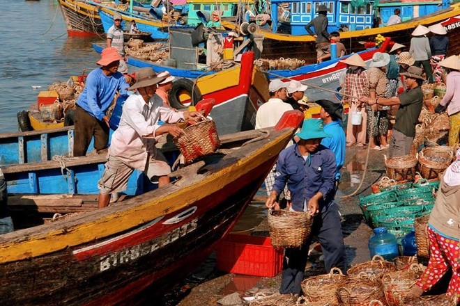 Theo đúng quy chuẩn truyền thống, nước mắm gồm cá và muối. Tại các làng nghề nước mắm, cá sau khi đánh bắt về được các cơ sở sản xuất nước mắm thu mua tại ghe và đưa về muối mắm ngay. Ảnh: Đình Hòa.