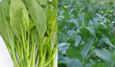 Rau cải là một trong những loại rau bị "tắm" hóa chất nhiều nhất. Ảnh: minh họa