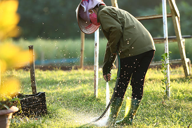 Những người nông dân hàng ngày đều cẩn thận chăm sóc cho vườn cúc.