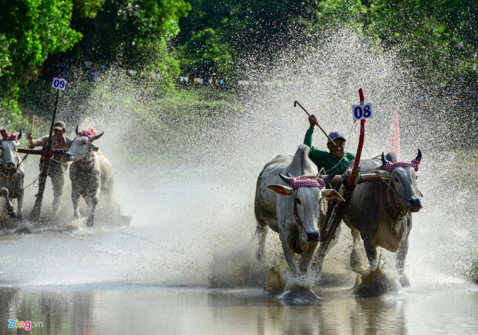 Các cặp đấu phải đua qua hai vòng sân, mỗi vòng khoảng 120 m. Ban tổ chức gọi vòng thứ nhất là
